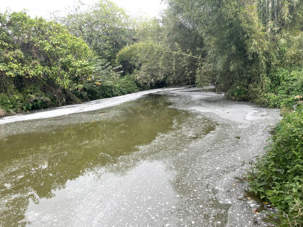 河道水面漂浮有灰白色顆粒物.jpg